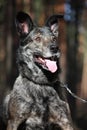 Friendly mixed breed dog portrait in forest