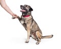 Friendly Mixed Large Breed Dog Shaking Hands Royalty Free Stock Photo