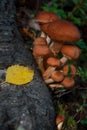 Friendly mushroom family