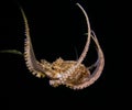 Friendly octopus playing at night Royalty Free Stock Photo