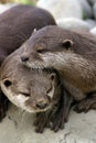 Friendly Otters Royalty Free Stock Photo