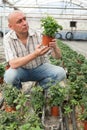 Farmer checking tomato plants Royalty Free Stock Photo