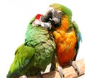 Friendly Parrots Royalty Free Stock Photo