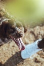 Friendly pet dog with its tongue out begging for a play time Royalty Free Stock Photo