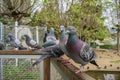 Friendly pigeons waiting for a treat, Lake Merritt, Oakland, California Royalty Free Stock Photo