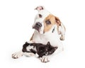 Friendly Pit Bull Dog and Affectionate Kitten