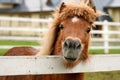 Friendly pony Royalty Free Stock Photo