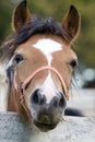 Friendly Pony Royalty Free Stock Photo
