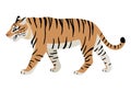 Friendly predatory animal, cute walking tiger icon
