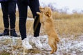 Friendly puppy asks a woman for attention and care. Nature background, selective focus