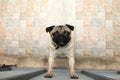 Friendly puppy pug dog standing toward the fence and smiling at the stranger as he want to go out and play outside the house with Royalty Free Stock Photo