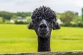 A friendly, recently sheared, black coloured Alpaca in Charnwood Forest, UK on a spring day Royalty Free Stock Photo