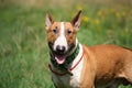 Friendly red and white bull terrier portrait