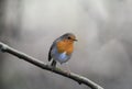 Robin Redbreast Bird in a Winter forest Royalty Free Stock Photo