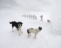 Dogs in the snowstorm mountains