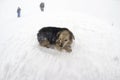 Dogs in the snowstorm mountains Royalty Free Stock Photo