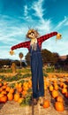 Friendly Scarecrow at a Pumpkin Patch Royalty Free Stock Photo