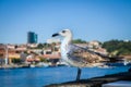 Friendly seagull on the Douro riverbank