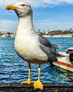 Friendly seagull posing for a good close-up