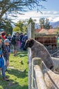 FRIENDLY SHEEP GREETING TOURISTS ON FARM TOUR QUEENSTOWN NEW ZEALAND Royalty Free Stock Photo