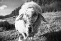 Friendly sheep from the herd cuddling with the woman`s hand on the meadow. Royalty Free Stock Photo