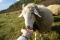 Friendly sheep from the herd cuddling with the woman`s hand on the meadow.