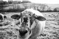 Friendly sheep from the herd cuddling with the woman`s hand on the meadow. Royalty Free Stock Photo