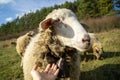 Friendly sheep from the herd cuddling with the woman`s hand on the meadow.