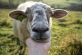 Friendly sheep from the herd cuddling with the woman`s hand on the meadow.