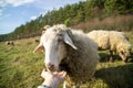 Friendly sheep from the herd cuddling with the woman`s hand on the meadow.