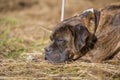 Lovely Boxer dog lying on the straw Royalty Free Stock Photo