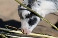 Friendly Small Bicolored White & Black Goat Eating