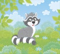 Raccoon on a forest edge