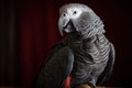 A friendly and social African Grey parrot talking and singing, showing off its intelligent and social nature. Generative AI