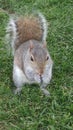 Friendly squirrel eating nuts Royalty Free Stock Photo