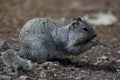 Friendly squirrel in Tucson, Arizona Royalty Free Stock Photo