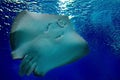 friendly stingray is smiling under water in the sea. Underwater observatory on the Red Sea, Eilat Israel Royalty Free Stock Photo