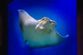 A friendly stingray swimming in a large aquarium tank. Royalty Free Stock Photo
