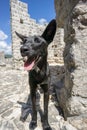 Friendly Stray Dog on The Walls of Ston