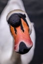 A friendly cheeky swan Royalty Free Stock Photo