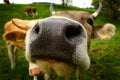 Friendly Swiss Cow Royalty Free Stock Photo