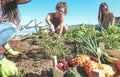 Friendly team harvesting fresh vegetables from the community greenhouse garden and seeding for the next season - Focus on center