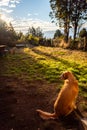 Friendly and tired dog waiting for its master outside the doorway of a cabin in the forest on a shiny bright sunny day Royalty Free Stock Photo