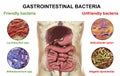 Friendly and unfriendly gastrointestinal bacteria