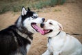 A friendly walk of a dark Husky and a white Labrador Royalty Free Stock Photo