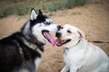 A friendly walk of a dark Husky and a white Labrador Royalty Free Stock Photo