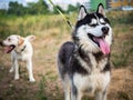 A friendly walk of a dark Husky and a white Labrador Royalty Free Stock Photo