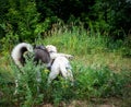 A friendly walk of a dark Husky and a white Labrador Royalty Free Stock Photo