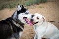 A friendly walk of a dark Husky and a white Labrador Royalty Free Stock Photo