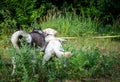 A friendly walk of a dark Husky and a white Labrador Royalty Free Stock Photo